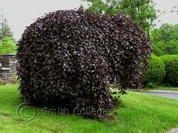 Bukas paprastasis - Purpurea Pendula