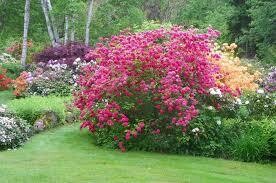Rododendras (Azalija) - Homebush