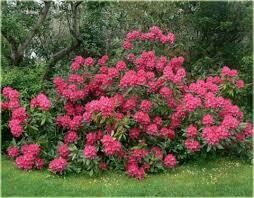 Rododendras - Nova Zembla