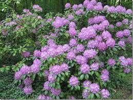 Rododendras - Roseum Elegan