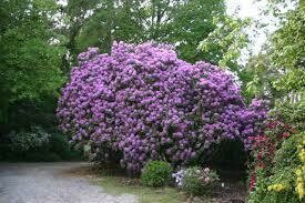 Rododendras - Catawbiense Grandiflorum