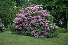 Rododendras - Catawbiense Boursault