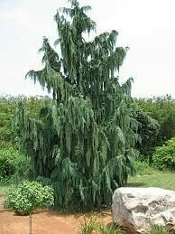 Puskiparisis nutkinis - Pendula