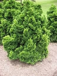Puskiparisis bukasis - Nana Gracilis