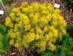 Pušis kalninė - Carsten's Wintergold