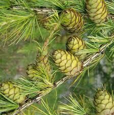 Maumedis europinis - Larix decidua