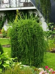 Maumedis europinis - Pendula