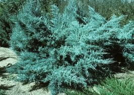 Kadagys tarpinis - Pfitzeriana Glauca