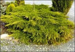Kadagys tarpinis - Pfitzeriana Aurea
