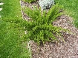 Kadagys tarpinis - Mint Julep