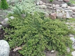 Kadagys paprastasis - Repanda