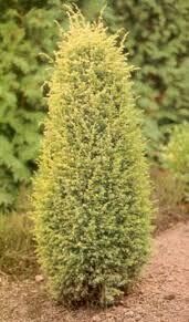 Kadagys paprastasis - Gold Cone