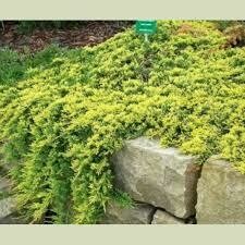 Kadagys paprastasis - Golden Carpet