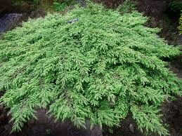 Kadagys paprastasis - Green Carpet