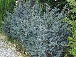 Kadagys kininis - Blue Alps