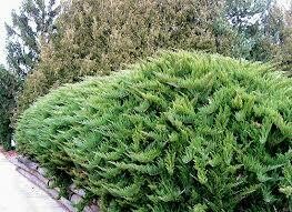 Kadagys kazokinis - Tamariscifolia