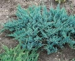 Kadagys gulsčiasis - Blue Chip