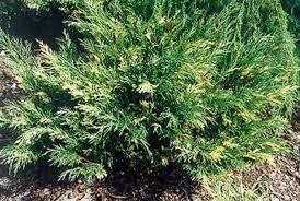 Kadagys kazokinis - Variegata