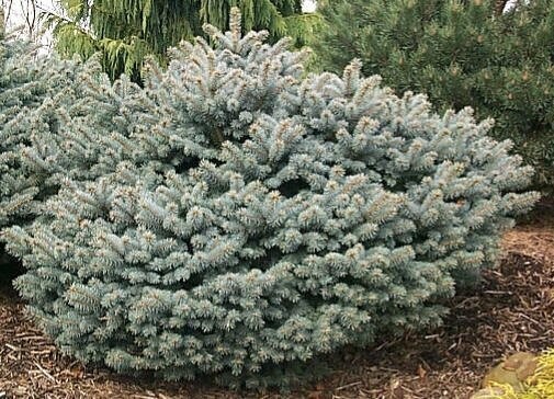 Eglė dygioji - Glauca Globosa