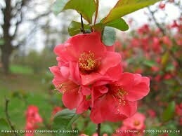 Svarainis puikusis - Texas Scarlet