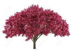 Slyva kaukazinė (prunus Nigra)