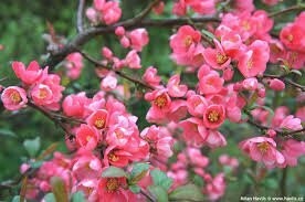 Svarainis puikusis - Pink Lady