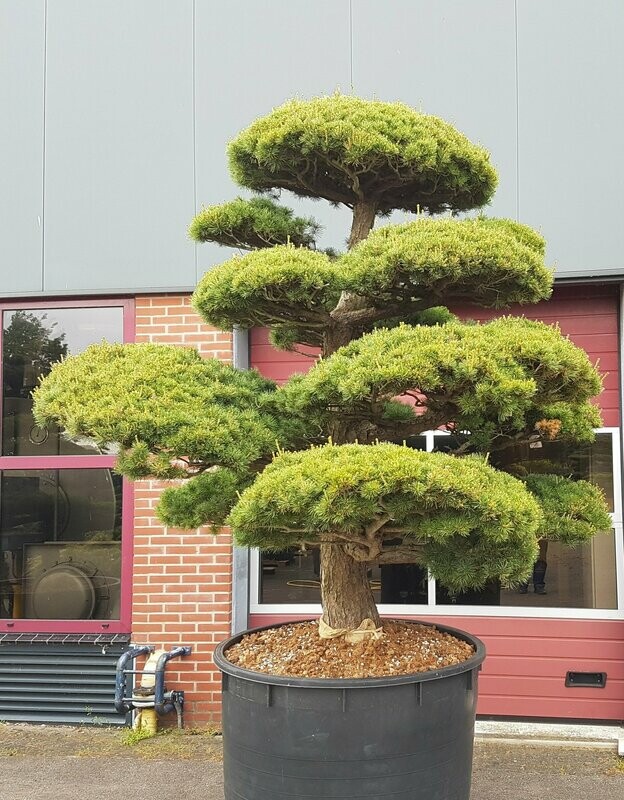Bonsai