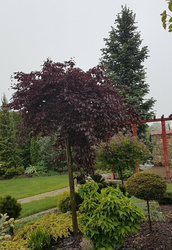 Bukas paprastasis - Fagus sylvatica Purpurea
