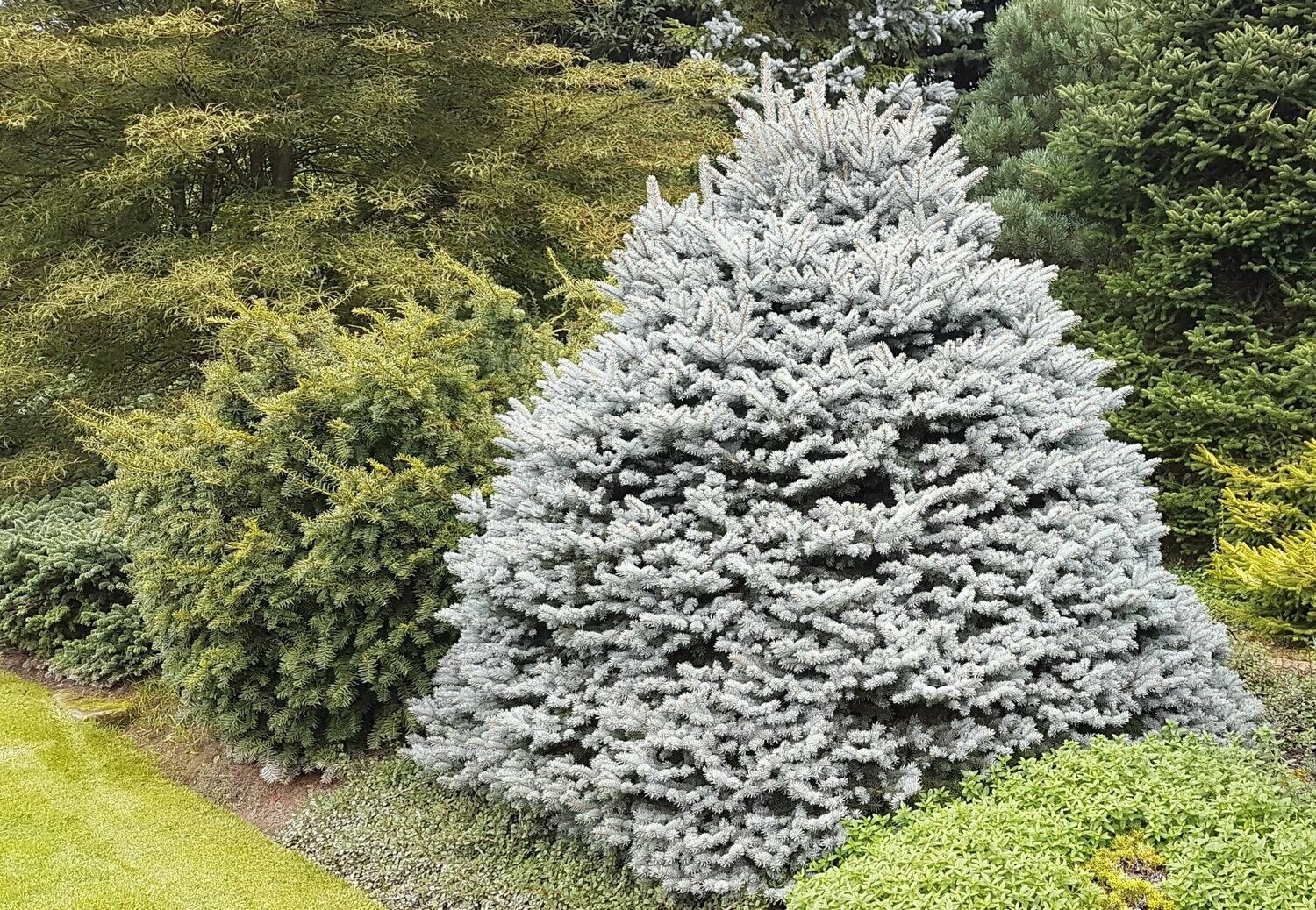 Eglė dygioji - Picea pungens