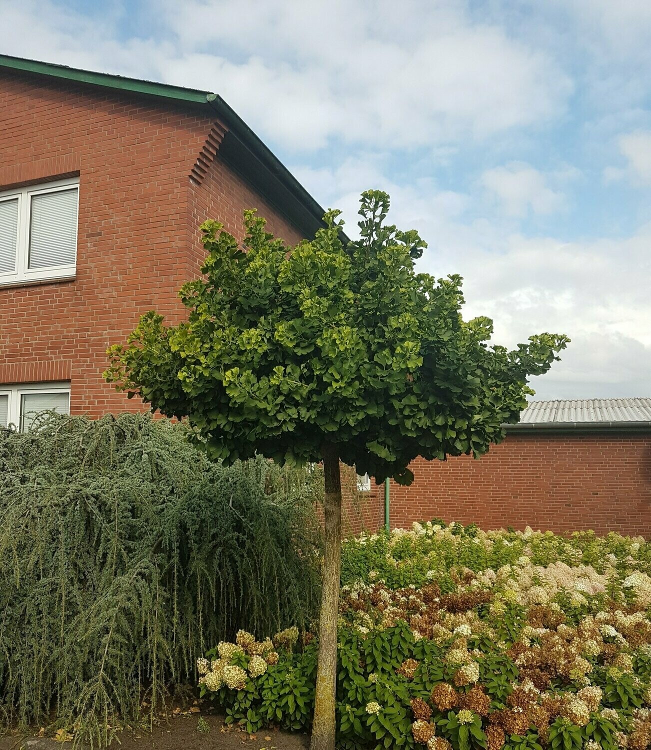 Ginkmedis dviskiautis - Mariken