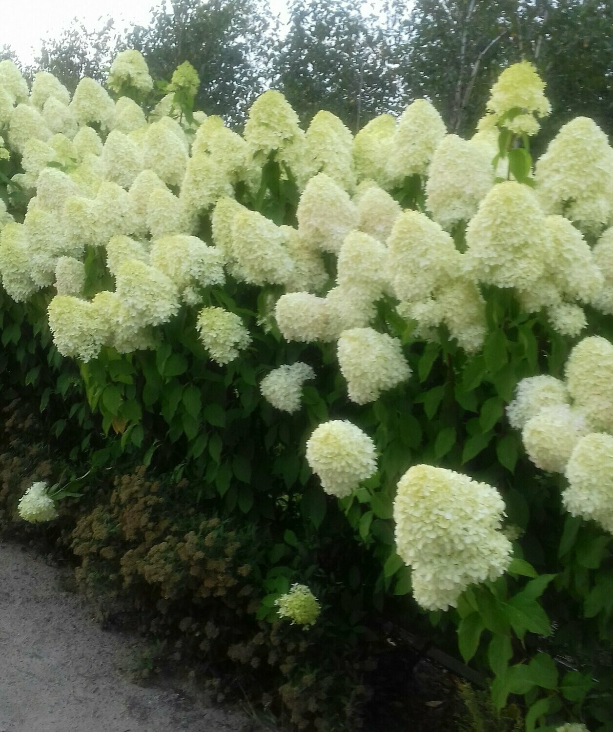 Hortenzija šluotelinė - Lime Light