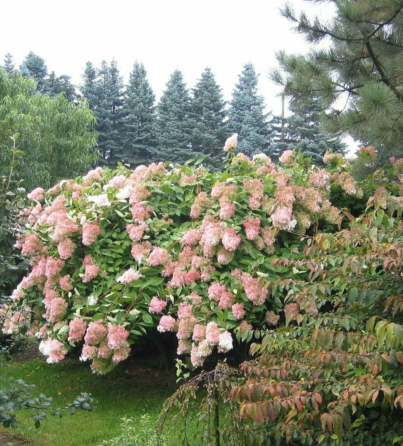 Hortenzija šluotelinė - Hydrangea paniculata Pinky Winky