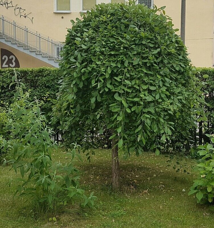 Gluosnis paprastasis - Kilmarnock pendula​