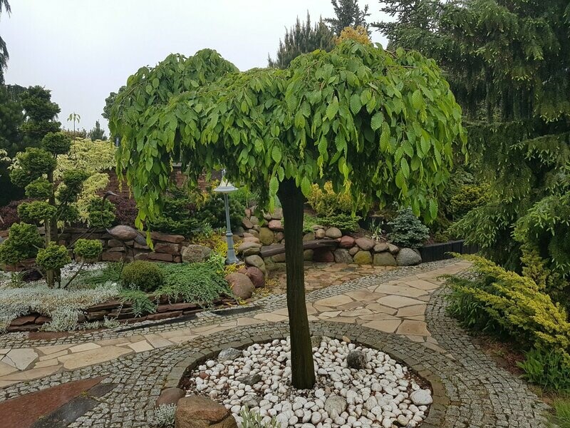 Guoba kalninė - Pendula
