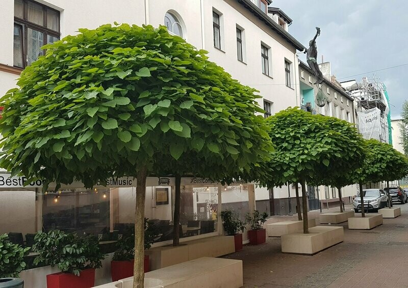 Katalpa paprastoji Nana