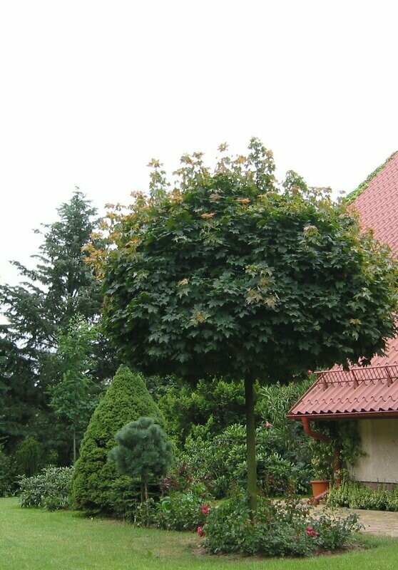 Klevas paprastasis - Globosum