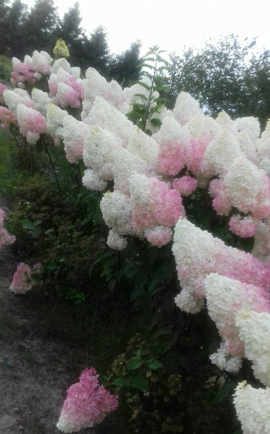 Hortenzija šluotelinė - Vanilla Fraise