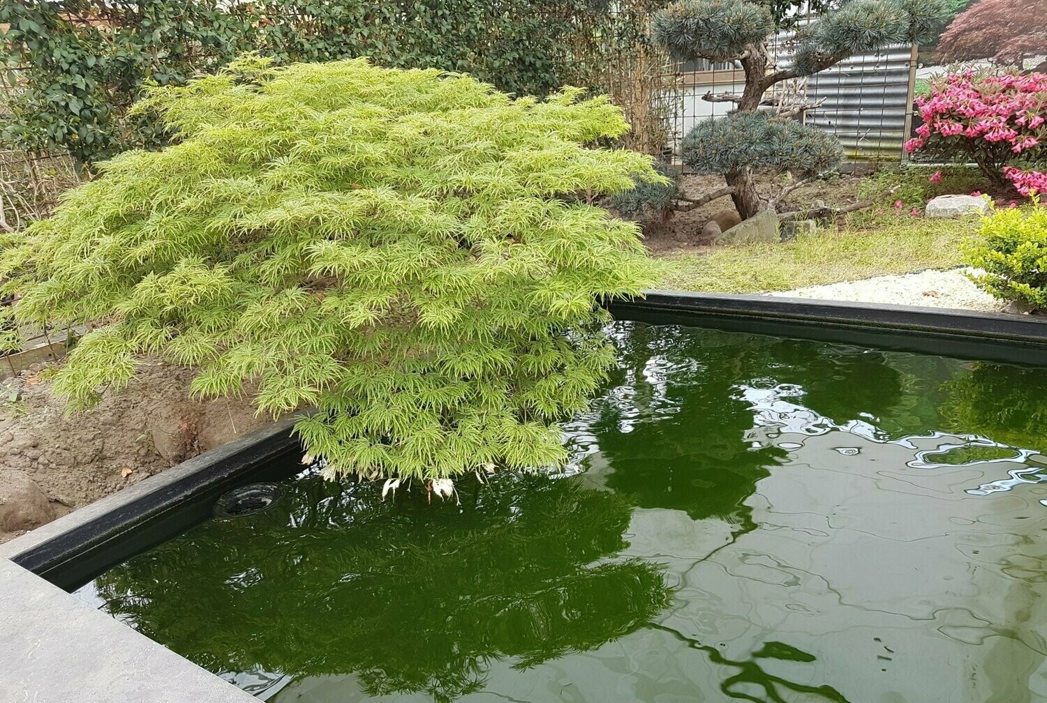 Klevas plaštakinis - Acer palmatum