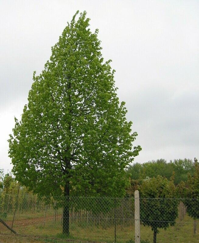 Liepa mažalapė - Tilia cordata Rancho