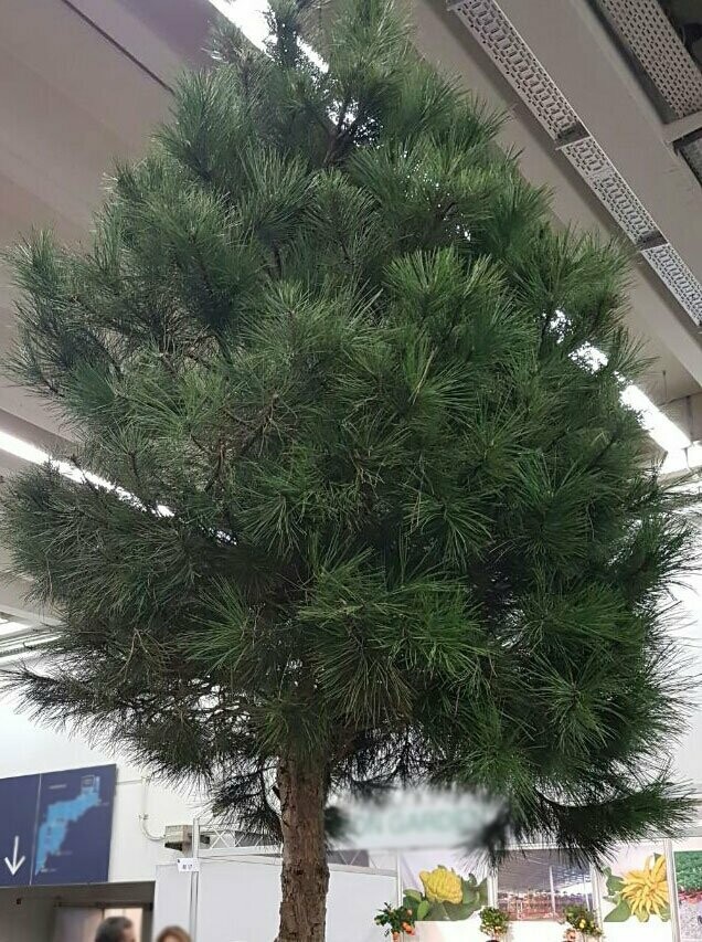 Pušis juodoji - Pinus nigra