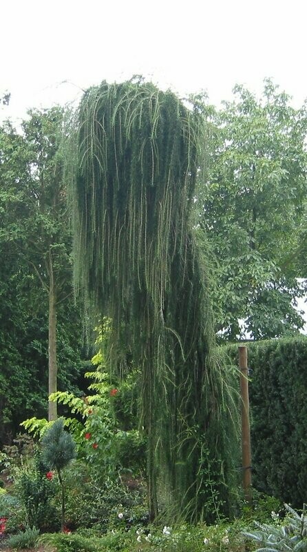 Maumedis japoninis - Larix kaempferi pendula