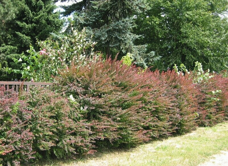Raugerškis Tunbergo - Atropurpurea