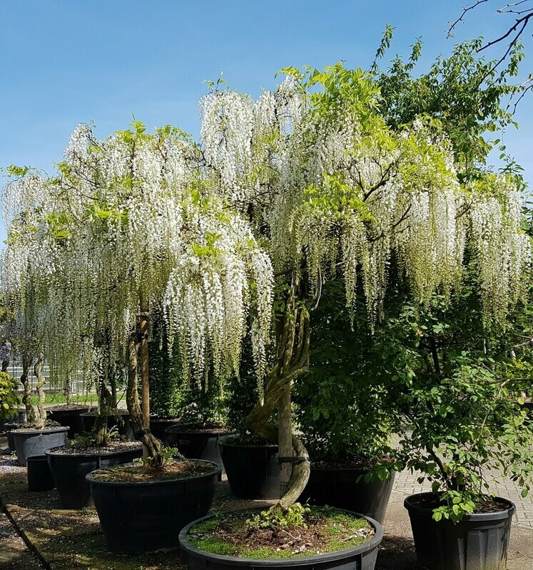 Visterija - Wisteria sinensis