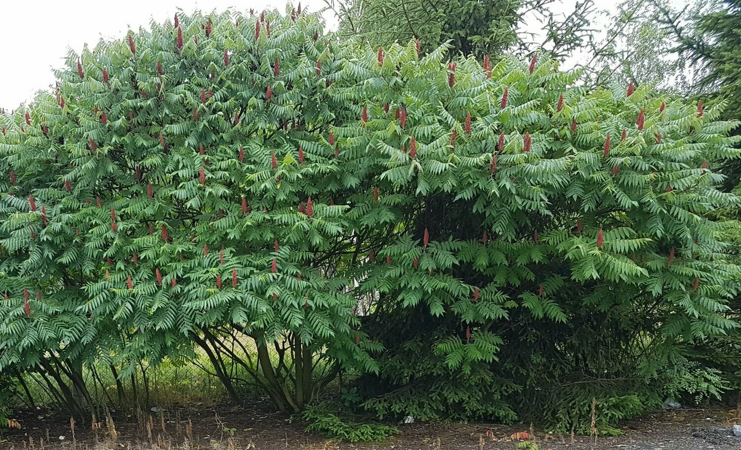 Žagrenis rūgštusis - Rhus typhina