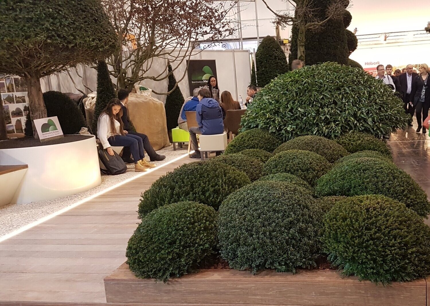 Kukmedžiai rutuliniai taxus baccata ball