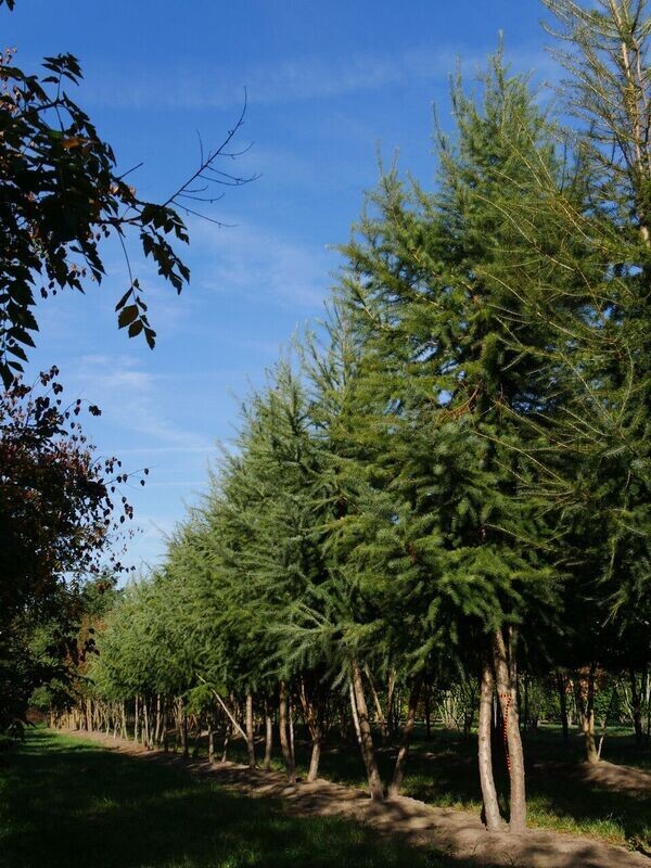 Maumedis japoninis - Larix kaempferi