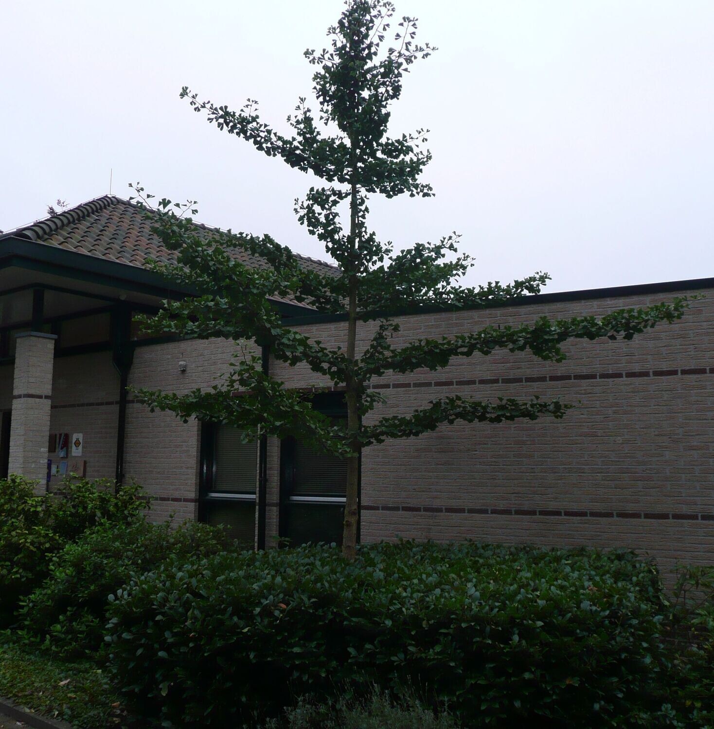 Ginkmedis dviskiautis