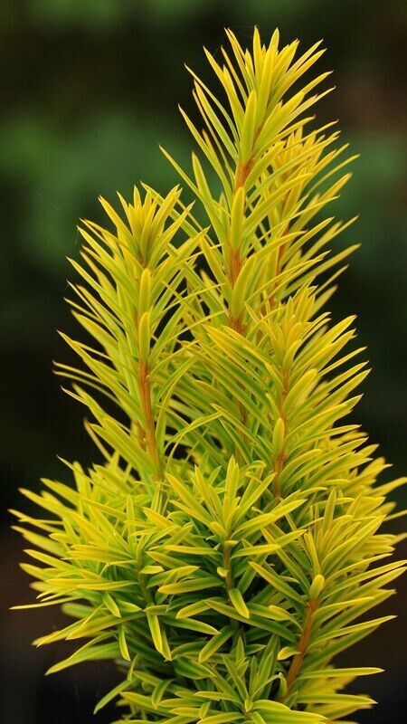 Kukmedis europinis - Summergold