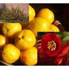 Svarainis puikusis - Crimson and Gold