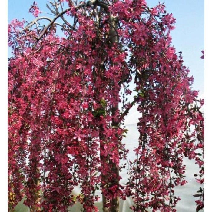 Obelis malus Royal Beauty